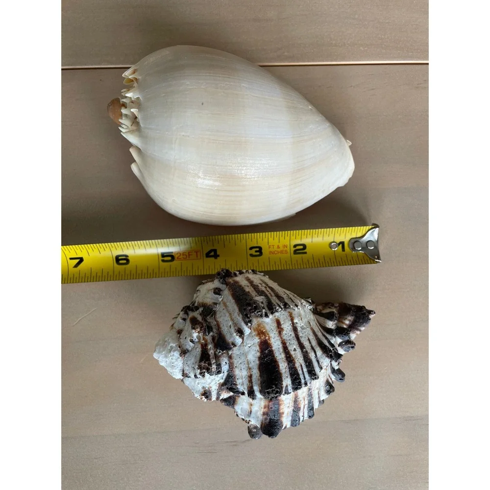 Large Mixed Seashell Collection 16 Natural Beach Shells Craft Decor Display Lot